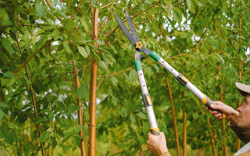 Tree trimming in Walker, IA